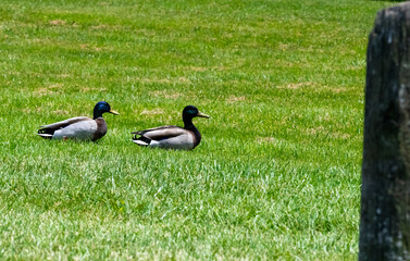 ducks in the grass