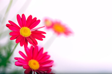 Schön helle Sommer Frühlingsblumen .Natürlicher Hintergrund. Rosa und magenta Farben Nahaufnahme in der Natur. Weicher selektiver Fokus.  Heller Freiraum für Text und Gestaltung