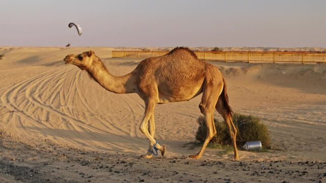 Camel Walking Through Dubai Desert Sand