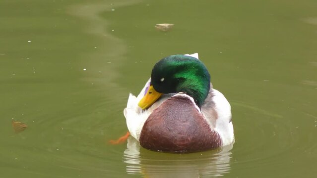 sch&ouml;ner Erpel - Ente bei der Federpflege in Parkteich