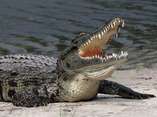 Nile crocodile on river bank in Moremi, Botswana