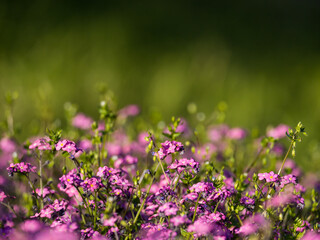 on a sunny day there are beautiful purple forget me not flowers