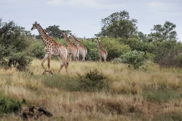 Stickers pour porte Parc national du Cap Le Grand, Australie occidentale cape giraffe seen in wild life, the bush of kruger national park in south africa