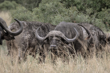 Obraz premium Cape buffalo staring mean to the wild life photographer trough high grass in kruger national park in south africa