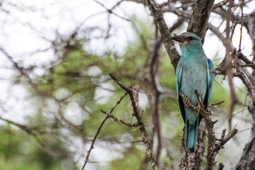 turkoise eurasien roller perched on a branch, a tree in south africa national park in front of a cloudy blue sky