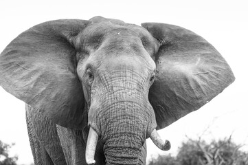 close up of an south african elephant portrait in black and white in the wild of kruger nationa park