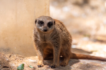 Suricate or Meerkat which is looking far away on a blurred background. Safari Ramat Gan, Israel.