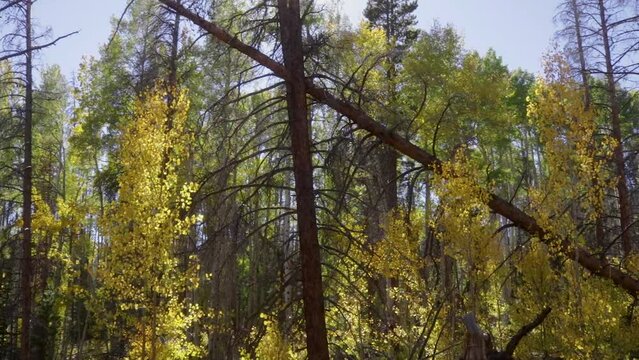 Fall Forest in Colorado