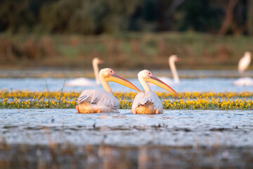 Great White Pelican (Pelecanus onocrotalus) in the Danube Delta, Romania 