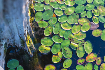 Water lily surface abstract natural background top down copy space background image