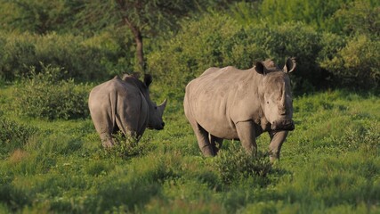 Mother and calf rhinoceros at Khama Rhino Sanctuary, Botswana