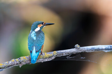 Common kingfisher (Alcedo atthis) sitting on a branch in the Danube Delta, Romania, Europe