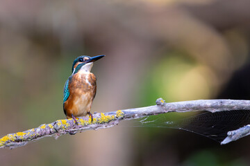 Common kingfisher (Alcedo atthis) sitting on a branch in the Danube Delta, Romania, Europe