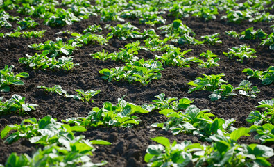 lettuce in the garden.young potato sprouts in the garden. Vegetable garden care. Agronomy. Agriculture 