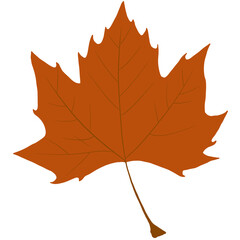 autumn maple leaf