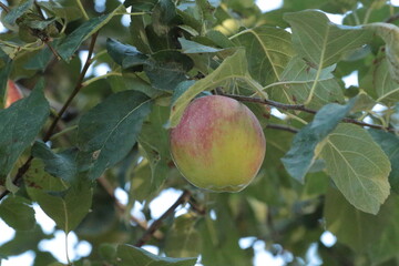 apple on tree