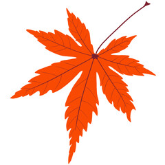 autumn maple leaf