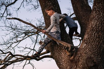 Teenage boys climbing on tree, deftly steping on branches, clinging to embranchments and enjoying...