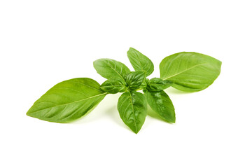 Sweet Basil leaves, fresh condiments, isolated on white background.
