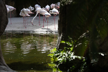 Flamingos at Bioparc, Valencia, Spain - 652474970