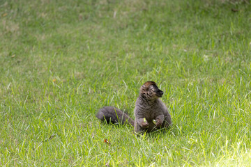 Lemur at Bioparc, Valencia, Spain - 652474989