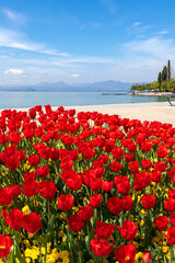 Tulips blooming in spring at lakeside Promenade near harbour of Bardolino, Lake Garda, Italy