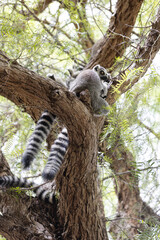 Ring tailed lemurs on tree at Bioparc, Valencia, Spain.