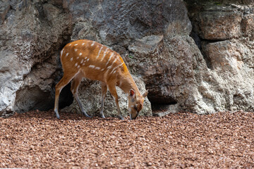Deer at Bioparc, Valencia, Spain - 652474999