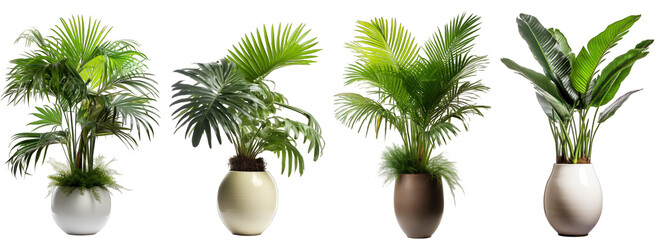 Tropical plants with rich and dense foliage in modern vase isolated on transparent background generative ai