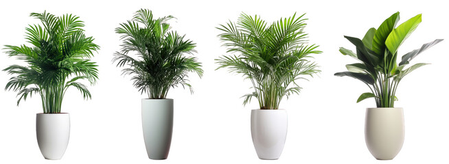Tropical plants with rich and dense foliage in modern vase isolated on transparent background generative ai