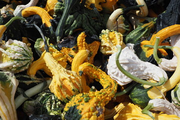 Pumpkins and gourds for the fall season.