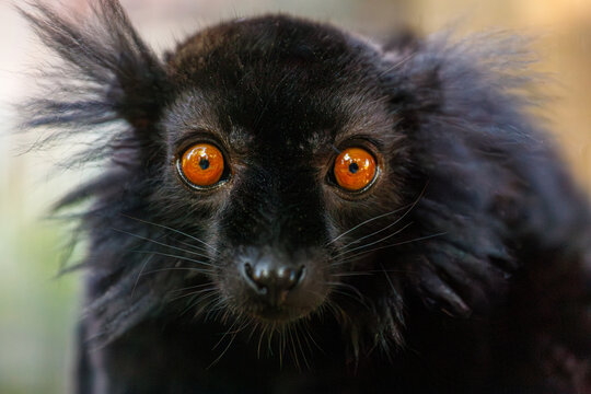 Portrait of adult male black lemur