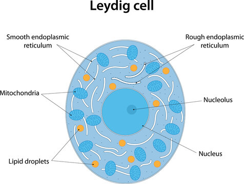 Leydig cell. The cell of the testes that produce testosterone. Labelled diagram.	