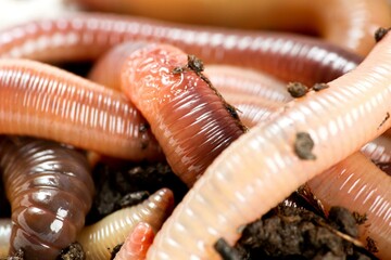 Subterranean Wonders: Earthworm on White Background in 4K - A Fascinating Close-Up of Nature's Soil Engineer	