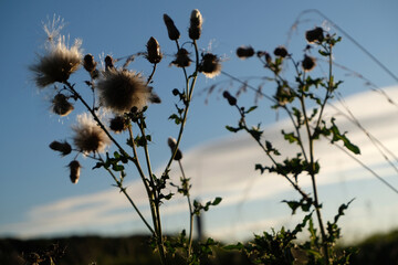 Plants in evening backlight - Pflanzen im abendlichen Gegenlicht