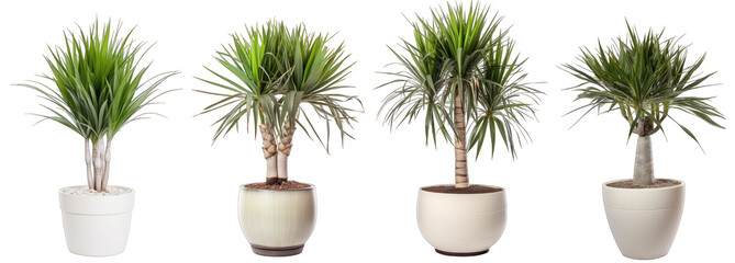 Tropical house yucca plant in modern pot or vase isolated on transparent background generative ai - obrazy, fototapety, plakaty
