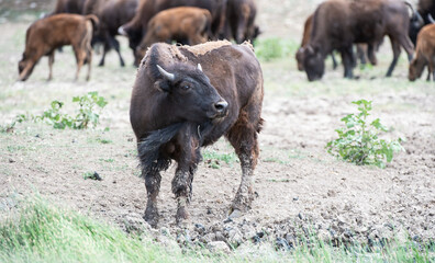 Bison in Utah 