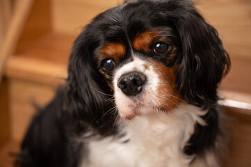 Cute Cavalier King Charles spaniel dog,posing on the stairs.