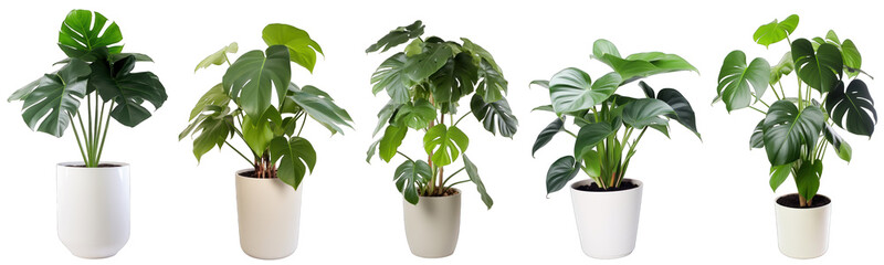 Obrazy na Plexi  Tropical house tree philodendron plant in modern pot or vase isolated on transparent background generative ai