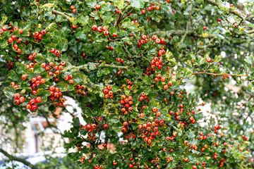 Red berries growing on a tree, in an english garden