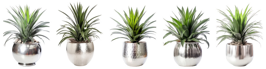 Tropical house silver vase bromeliad plant in modern pot or vase isolated on transparent background generative ai
