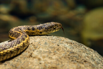 Western terrestrial garter snake (Thamnophis elegans) on a rock at Carrville Pond in Trinity County California, USA.