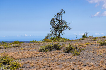 sand dunes and trees