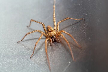 Charcoal spider, Tegenaria ferruginea