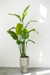 Trendy tall houseplant Strelitzia reginae or Bird of paradise with big green tropical leaves in concrete pot indoors on white wall background with sunlights. Home gardening. Copy space for text.