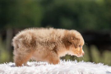 Un chiot de race berger australien dans un élevage