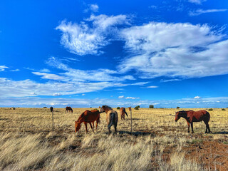 Wild Arizona Horses Feeding