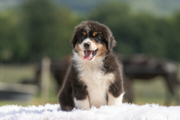 Un chiot de race berger australien dans un &eacute;levage