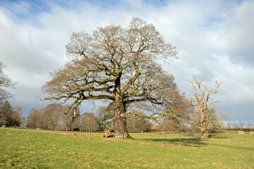 Fototapeta premium Old oak tree