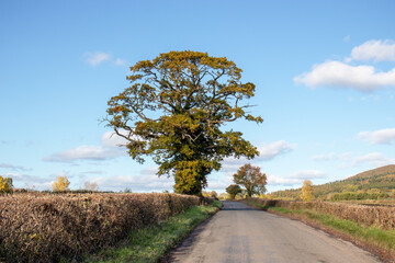 Oak tree along the Summertime road.